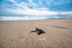 1-18-parque-nacional-tortuguero.jpg