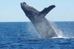 1-9-parque-nacional-marino-ballena.jpg