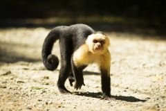 aventuraenmanuelantonio